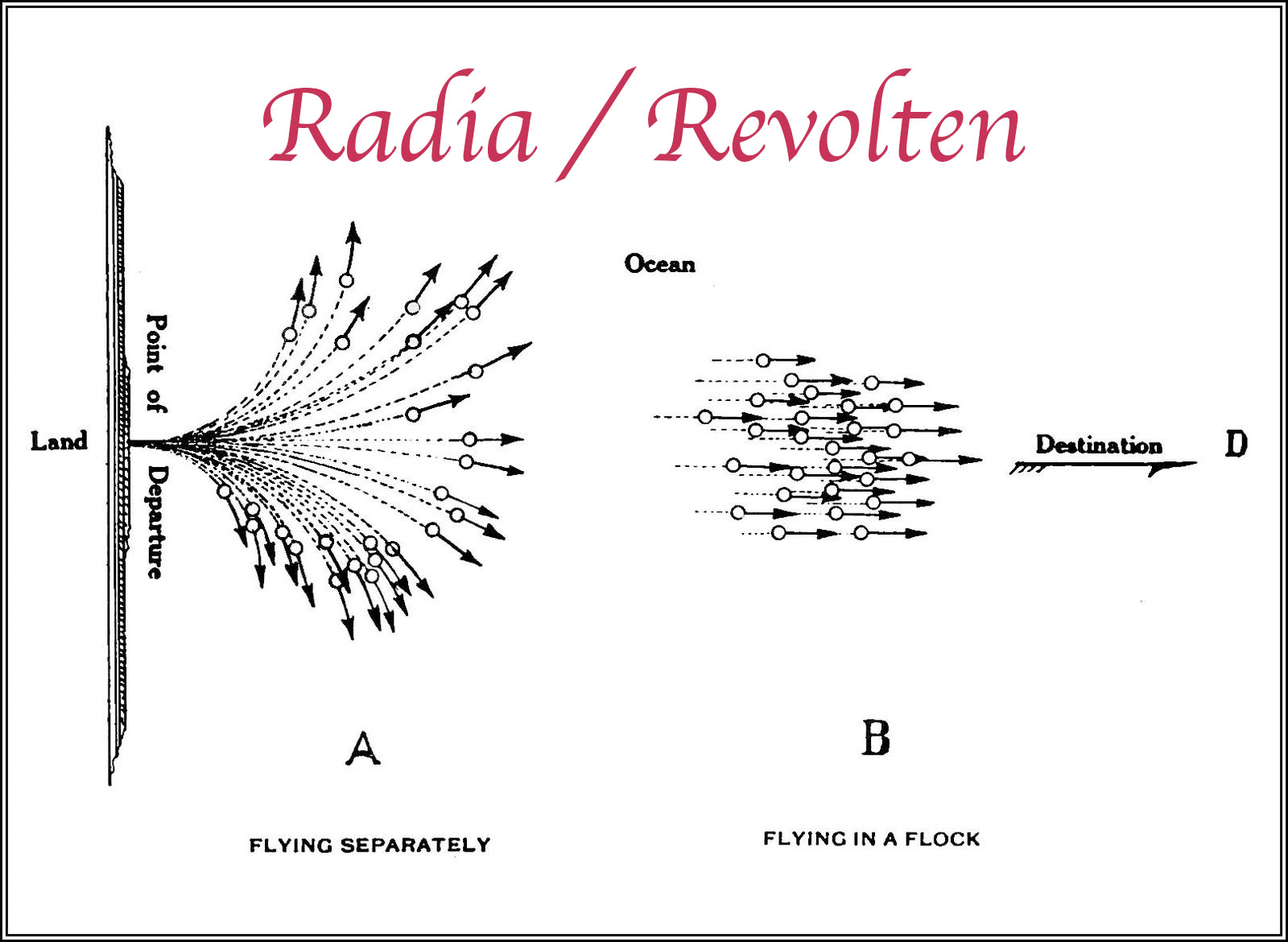 Radio Revolten Radia o Birds radio-revolten-radia-o-birds